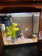 Aquarium met vissen, Dieren en Toebehoren, Vissen | Aquaria en Toebehoren, Ophalen of Verzenden, Zo goed als nieuw, Gevuld zoetwateraquarium