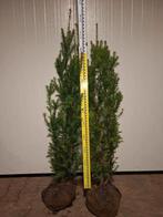 Taxus media 'Hicksii', Ophalen, Taxus, Minder dan 100 cm