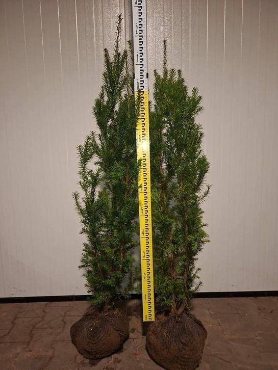 Taxus media 'Hicksii', Tuin en Terras, Planten | Struiken en Hagen, Taxus, Minder dan 100 cm, Ophalen