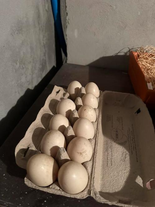 Broedeieren muskus eenden te koop, Dieren en Toebehoren, Pluimvee, Eend