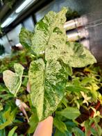 Alocasia Macrorrhiza Splash - P12, Huis en Inrichting, Kamerplanten, Ophalen of Verzenden