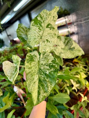 Alocasia Macrorrhiza Splash - P12 beschikbaar voor biedingen