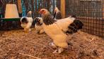 Brahma krielkippen | Mooie kippen | Goede leggers, Dieren en Toebehoren, Pluimvee, Meerdere dieren, Kip