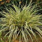 Siergroenblijvend gras Carex Morrowii 'Variegata', Ophalen, Volle zon, Vaste plant, Siergrassen