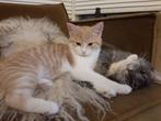 Lieve kater zoekt nieuwe plek in de buitenlucht, Dieren en Toebehoren, Katten en Kittens | Overige Katten, Kater, Kortharig, 0 tot 2 jaar