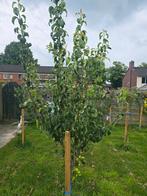 Mooie fruitbomen te koop 4 appel en 1 peer, Tuin en Terras, Planten | Bomen, Ophalen, Lente, Volle zon, Overige soorten