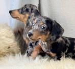 Teckel pups, Dieren en Toebehoren, Nederland, CDV (hondenziekte), 8 tot 15 weken, Korthaar