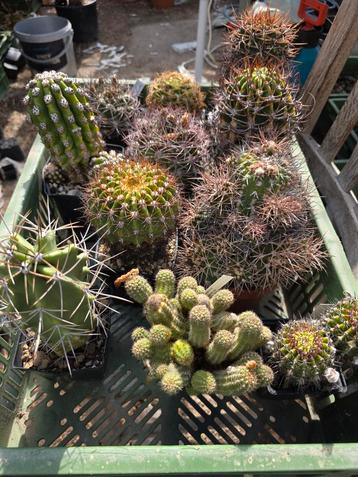 Cactus Collectie - Diverse Soorten beschikbaar voor biedingen