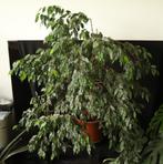 Waringin of treurvijg (Ficus benjamina), Huis en Inrichting, Kamerplanten, 100 tot 150 cm, Ficus, Halfschaduw, In pot
