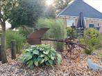 Wegens aanpassing in de tuin beschikbaar, Ophalen, Zomer, Vaste plant, Siergrassen