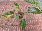 Philodendron Caramel Marble Variegata XXL p17, Huis en Inrichting, Kamerplanten, Ophalen of Verzenden, Halfschaduw, Minder dan 100 cm