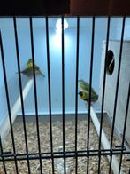 Tropenvogels, Dieren en Toebehoren, Meerdere dieren, Tropenvogel