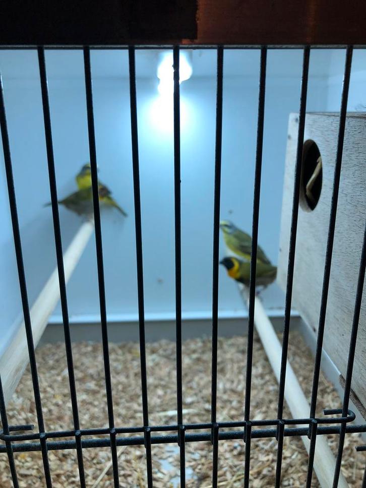 Tropenvogels, Dieren en Toebehoren, Vogels | Overige Vogels, Tropenvogel, Meerdere dieren