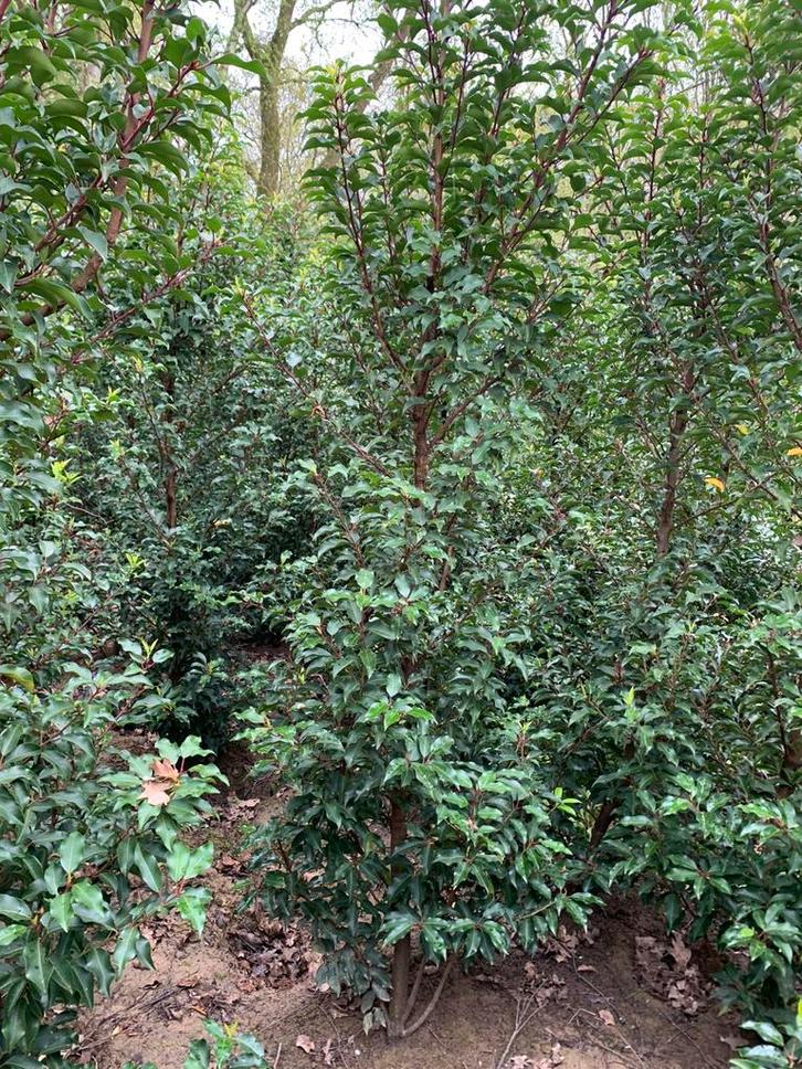 BLACK FRIDAY Portugese laurier brenelia 175-200 cm 45 Nu 30, Tuin en Terras, Planten | Struiken en Hagen, Laurier, 100 tot 250 cm