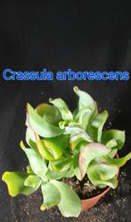 Crassula arborescens - Geldboom, Ophalen of Verzenden