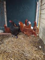Mooie jonge leghennen!, Dieren en Toebehoren, Pluimvee, Vrouwelijk, Kip