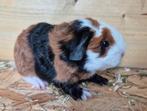 Mooi Ch-Teddy cavia beertje.  Driekleur zwart rood wit, Dieren en Toebehoren, Cavia, Februari, Mannelijk, Tam