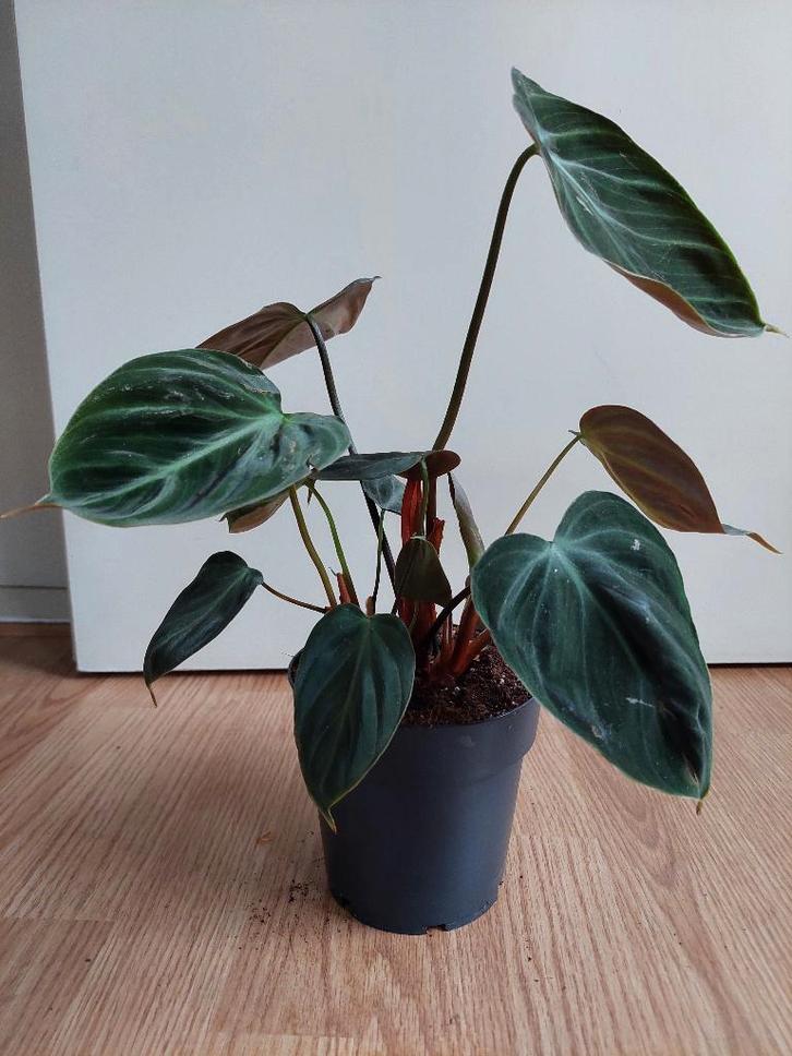 Philodendron Gloriosum H: 38 cm. - Philodendron, Huis en Inrichting, Kamerplanten, Overige soorten, Minder dan 100 cm, Groene kamerplant
