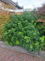 Skimmia japonica, Ophalen of Verzenden, Overige soorten, 100 tot 250 cm