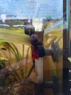 Beta vissen blauw.rood, Dieren en Toebehoren, Vissen | Aquariumvissen, Vis