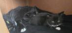 Lieve kittens zoeken goed huisje., Dieren en Toebehoren, Katten en Kittens | Overige Katten, Meerdere dieren