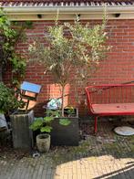 Olijfboom met pot, Tuin en Terras, Bloeit niet, 100 tot 250 cm, Olijfboom, Ophalen