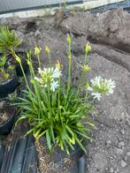 Volle Agapanthus Wit, Volle zon, Vaste plant, Zomer, Ophalen