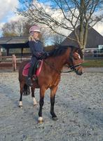 Fantastische knuffel en sportpony, Dieren en Toebehoren, Pony's, Merrie, B, Gechipt, Dressuurpony
