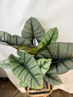 Alocasia Platinum, Overige soorten, In pot, Minder dan 100 cm, Groene kamerplant