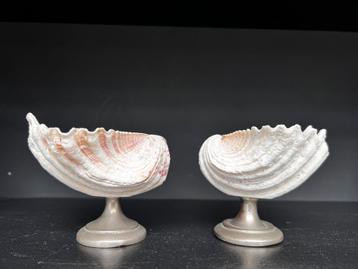 Tridacna schelp schaaltjes beschikbaar voor biedingen