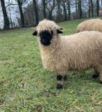 Walliser schwarznase ooi, Dieren en Toebehoren, Schapen, Geiten en Varkens, Vrouwelijk, Schaap
