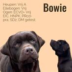 Prachtige chocobruine labradorpups, ouders HD/ED,ECVO getest, Dieren en Toebehoren, Honden | Retrievers, Spaniëls en Waterhonden