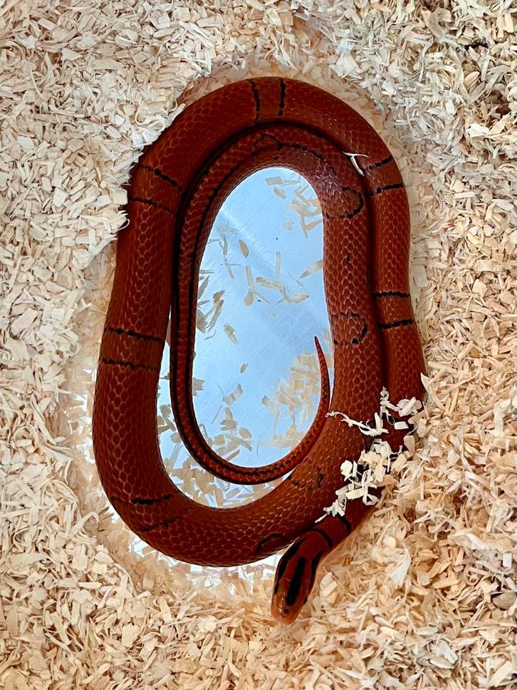 0.1 Oreocryptophis pulchra / pulcher 2024, Dieren en Toebehoren, Reptielen en Amfibieën, Slang, 0 tot 2 jaar