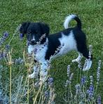 Hele vrolijke HEIDEWACHTEL x FRIESE STABIJ pups