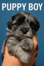 Boomer / Maltipoo / Toy Poedel pups opgevoed met veel liefde, Dieren en Toebehoren, Overige rassen, CDV (hondenziekte), 8 tot 15 weken