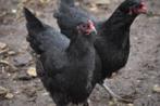 ZWARTE Kippen., Dieren en Toebehoren, Pluimvee, Vrouwelijk, Kip
