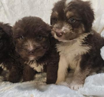 Poedel x mini Australian Shepherd pups  beschikbaar voor biedingen