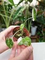 Baby alocasia Frydek variegata, rare kamerplantje, Huis en Inrichting, Kamerplanten, Overige soorten, In pot, Minder dan 100 cm