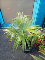 Winterharde palmen verschillende soorten/formaten, Tuin en Terras, Volle zon, Vaste plant, Bloeit niet, Ophalen