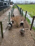 Broed eieren, Dieren en Toebehoren, Geslacht onbekend, Kip