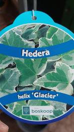 Hedera helix glacier plus stok  goedkoopste van marktplaats, Tuin en Terras, Ophalen, Vaste plant, Bloeit niet, Halfschaduw