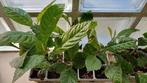 loquat mispel Eriobotrya japonica fruitbompje zaailingen, Huis en Inrichting, Kamerplanten, Minder dan 100 cm, Fruitplant, In pot