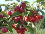 kerst appeltjes kleine mini voor DECORATIE  fel rood, Volle zon, Vaste plant, Ophalen of Verzenden, Fruitplanten