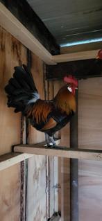 Drentse hoen haan, Dieren en Toebehoren, Pluimvee, Mannelijk, Kip