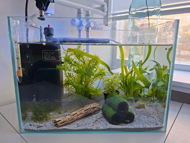 Aquarium compleet met planten en inhoud, Dieren en Toebehoren, Vissen | Aquaria en Toebehoren, Zo goed als nieuw, Gevuld zoetwateraquarium