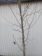 Wichterpruimenboom, Tuin en Terras, Planten | Fruitbomen, Pruimenboom, Lente, Halfschaduw, 100 tot 250 cm