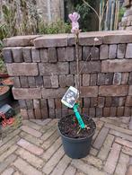 Magnolia Loebneri Leonard messel, Tuin en Terras, Planten | Struiken en Hagen, Ophalen of Verzenden, Overige soorten, Minder dan 100 cm