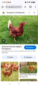 Kippen, Dieren en Toebehoren, Pluimvee, Vrouwelijk, Kip