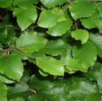 fagus sylvatica beukenhaag groen  potgekweekt 60-80cm €3,75, Ophalen, Beukenhaag, Haag, Minder dan 100 cm