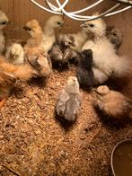 Baby Krielkip, Dieren en Toebehoren, Meerdere dieren, Kip